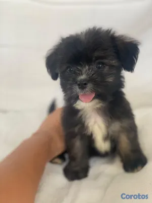 animales y mascotas - OFERTA CACHORRO SHIPOO AMBOS SEXO UBICADO EN HIGUEY Y TIENE SU VACUNAS AL DIA
 2