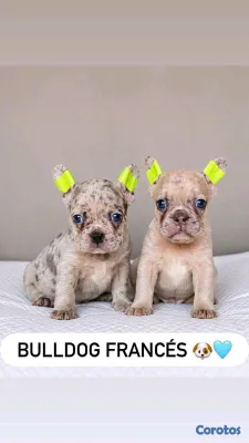 animales y mascotas - hermosos Cachorros buldog frances  2