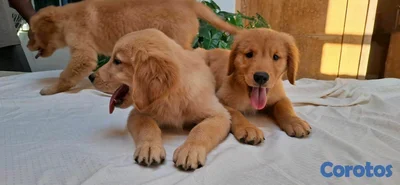Hermosos Cachorros golden retriever 