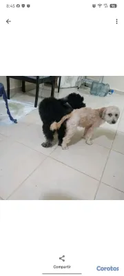 animales y mascotas - poodle bonita 7k juguetona 4