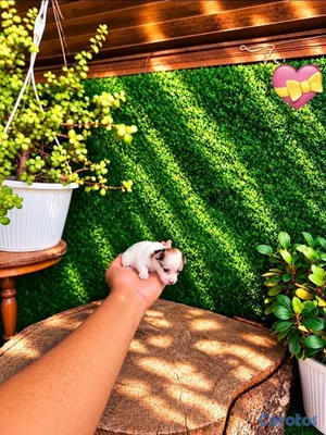 animales y mascotas - OFERTA CACHORRO CHIHUAHUA HEMBRA MINI UBICADO EN SANTO  4