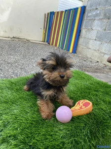 yorkie mini