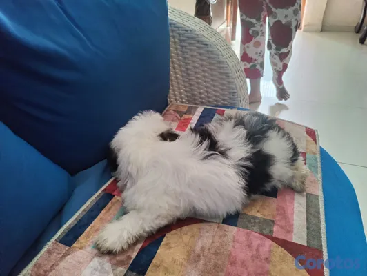 animales y mascotas - hermoso cachorro shihpoo, poodle, chipo 2