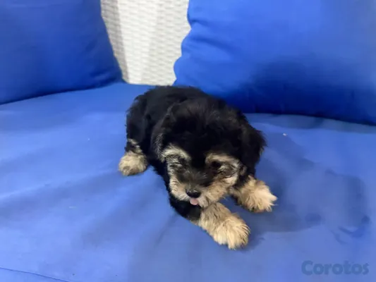 animales y mascotas - hermosos cachorros shihppo shipo chipo poodle puder 5
