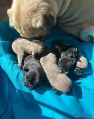 animales y mascotas - Cachorros Pugs 7