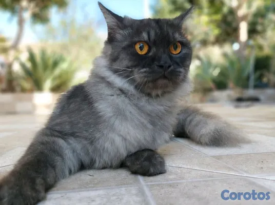 animales y mascotas - Persa gris exótico pelo largo ojos naranja intenso. 5