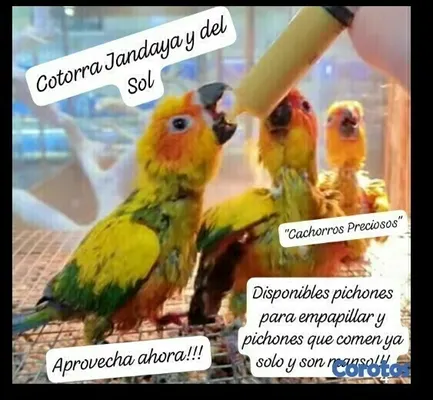 animales y mascotas - Aves Exóticas de todas las razas y Mutaciones.... 11