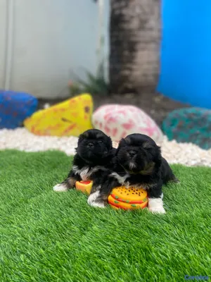 animales y mascotas - Cachorros Shipoo 5