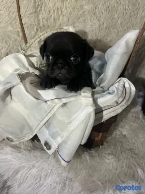 animales y mascotas - pug 5