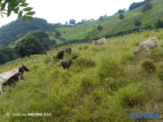 solares y terrenos - finca de 450 tareas con vocación ganadera en yamasa  14