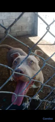 animales y mascotas - Cambio Pitbull Hembra Beige  3