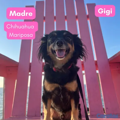 animales y mascotas - Cachorros Maltipoo y Mariposa 4