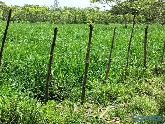 solares y terrenos - finca de 3000 tareas con vocación agrícola en Monte Plata  10