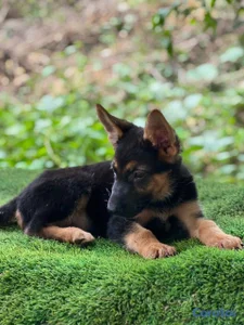 Especial de cachorro pastor aleman hembra en santo