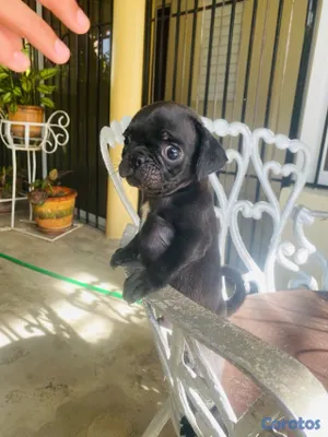 animales y mascotas - pug macho 9