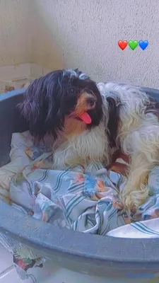 animales y mascotas - SHIPOO MACHO PARA APARTAR 💚  7