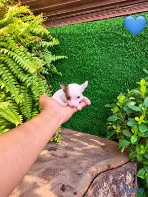 animales y mascotas - ESPECIAL CACHORRO CHIHUAHAUA HEMBRA Y MACHO EN UBI 4