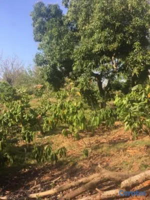 solares y terrenos - finca agricola en Cerros de Buenas vista mata san juan  4