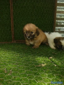 Cachorritos