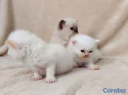 animales y mascotas - GATITOS PERSAS 100%. 
