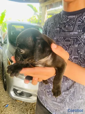 animales y mascotas - pug macho 2