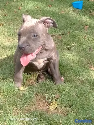 animales y mascotas - Pitbull 6