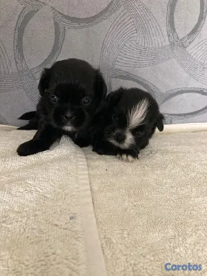 animales y mascotas - Shihtzu ambos sexos 5