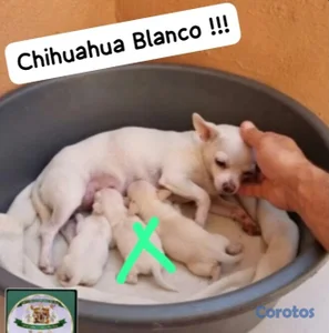 Chihuahua Mini Blanco