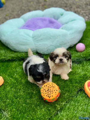 animales y mascotas - Cachorros Shipoo🩵🐶💗 2