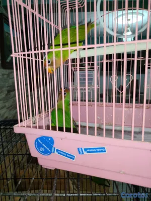 animales y mascotas - Agarponis pareja con su jaula 2