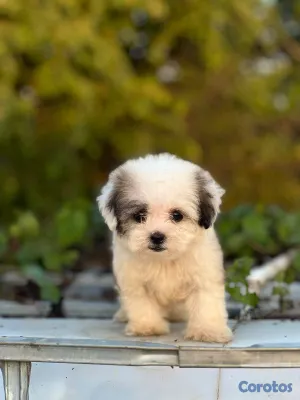 animales y mascotas - Especial de cachorro shipoo pequeñita hembra en sa 5
