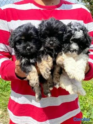 animales y mascotas - hermosos cachorritos de shipoo  2