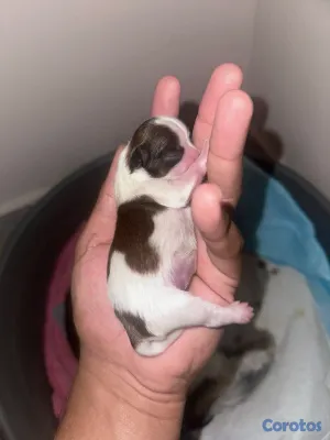 animales y mascotas - camada cachorros shih tzu %100% puro padres presente 5