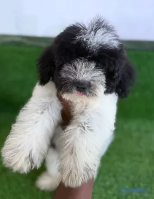 animales y mascotas - Especial de cachorro maltipoo hembra en santo domi 2
