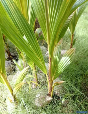 herramientas, jardines y exterior - Plantas y semillas de Coco Nucifera/ Hawaiana  3