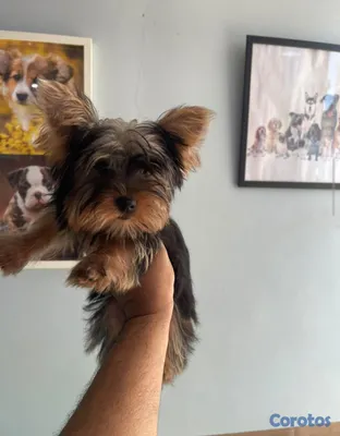 animales y mascotas - Yorkie hermbra 3