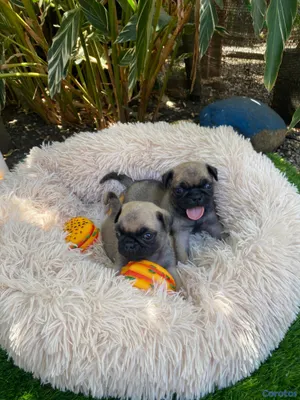 animales y mascotas - Cachorros Pugs
-Macho y Hembra 3