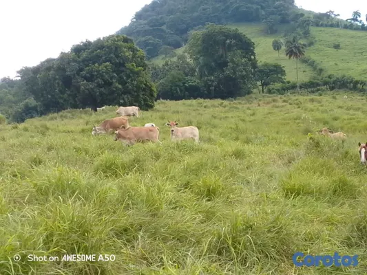 solares y terrenos - finca de 450 tareas con vocación ganadera en yamasa  10