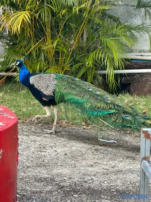 animales y mascotas - Pavo  real  hembra y machos 2