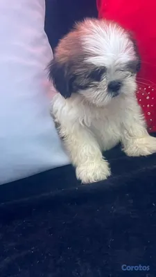 animales y mascotas - camada cachorros shih tzu %100% puro padres presente 3