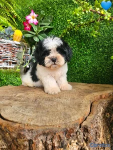  OFERTA CACHORRO SHIPOO MACHO UBICADO EN SANTO DOM