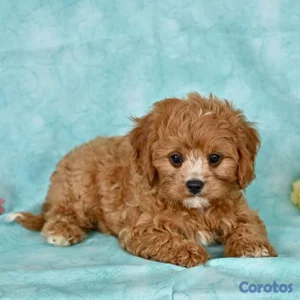 OFERTA CACHORRO CAVAPOO AMBOS SEXO UBICADO EN BOSTON Y TIENE SU VACUNAS AL DIA
