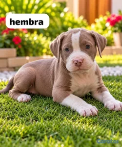 pitbull