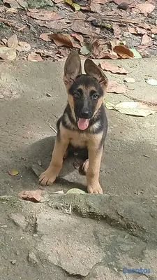 animales y mascotas - Pastor Alemán Doggis  4