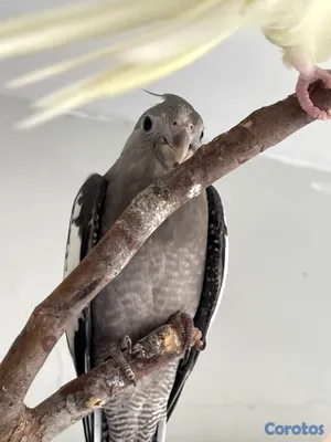animales y mascotas - 🦜💕 CACATÚAS NINFAS / COCKATIELS 5