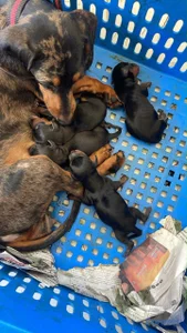 OFERTA CACHORRO SALCHICHA AMBOS SEXO PARA APARTAR 