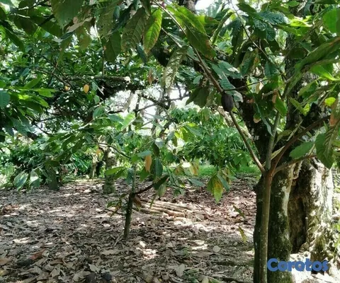 solares y terrenos - Se Vende finca de Cacao en San Fco. De Macoris
 9