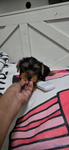 Especial de cachorro yorkie ambos sexo en santo do