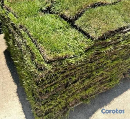 herramientas, jardines y exterior - Vendo todos tipos de paletas de zacate.

San Agustín 
Bermuda.
Zoysia.
 17