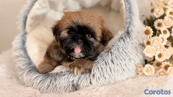 animales y mascotas - Shihtzu dos meses Ambos Sexos  6